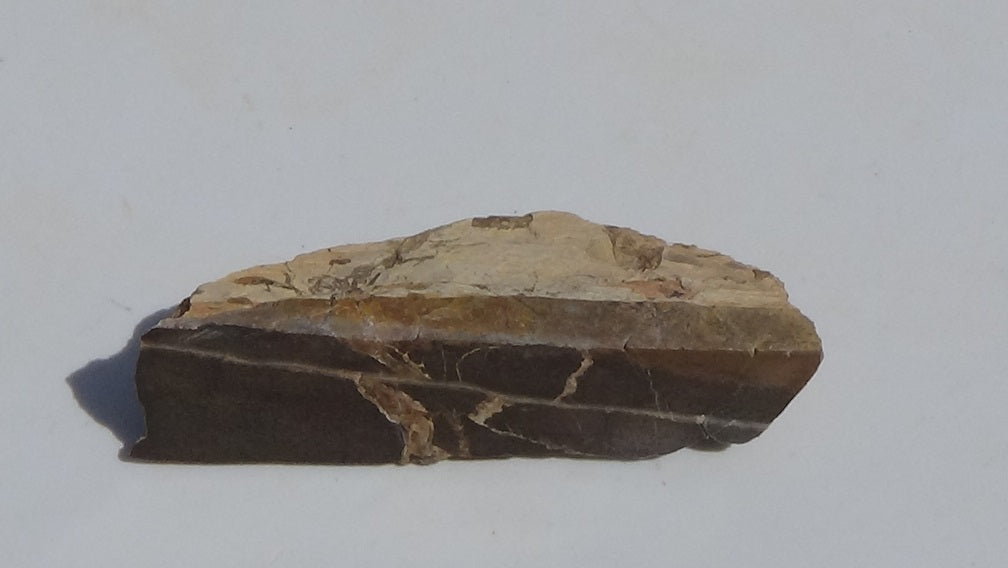 Petrified Teredo Wood 120g