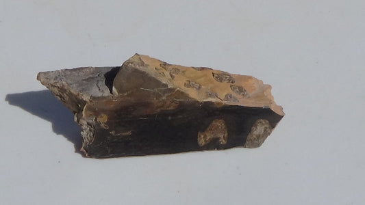 Petrified Teredo Wood 115g