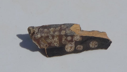 Petrified Teredo Wood 95g