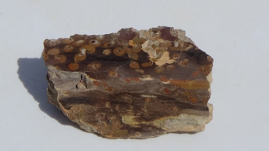 Petrified Teredo Wood 280g