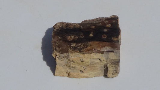 Petrified Teredo Wood 180g