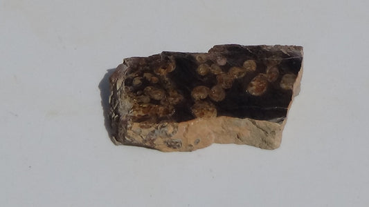Petrified Teredo Wood 100g